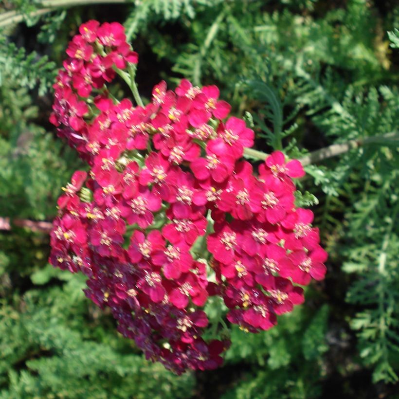 Achillée millefeuille Lachsschönheit (Flowering)