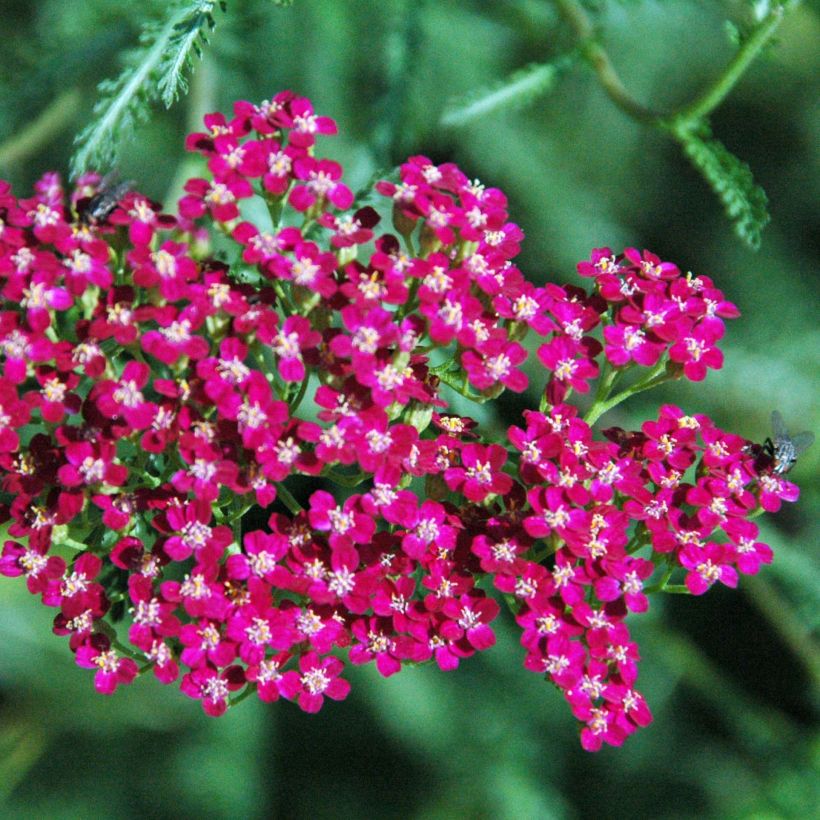 Achillée millefeuille Red Beauty (Flowering)