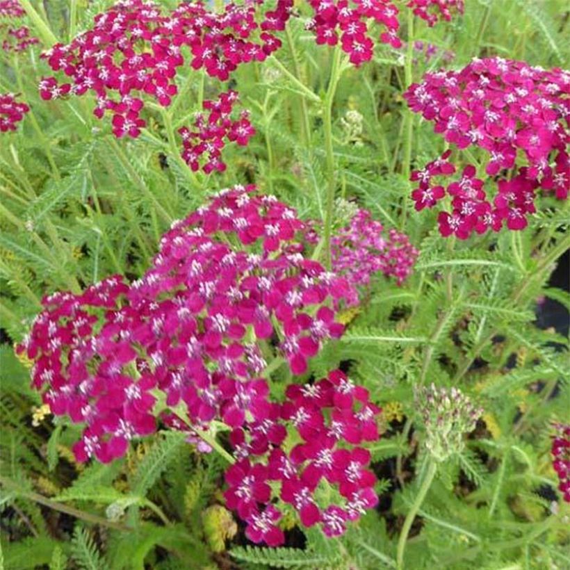 Achillée millefeuille Sammetriese (Flowering)