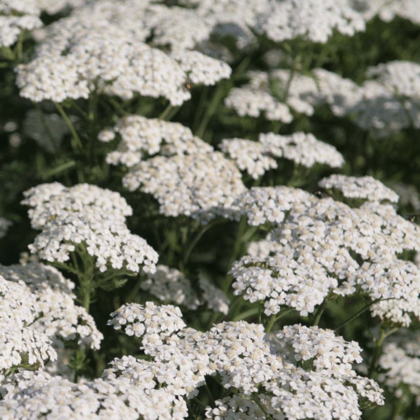 Achillée millefeuille Schneetaler (Flowering)