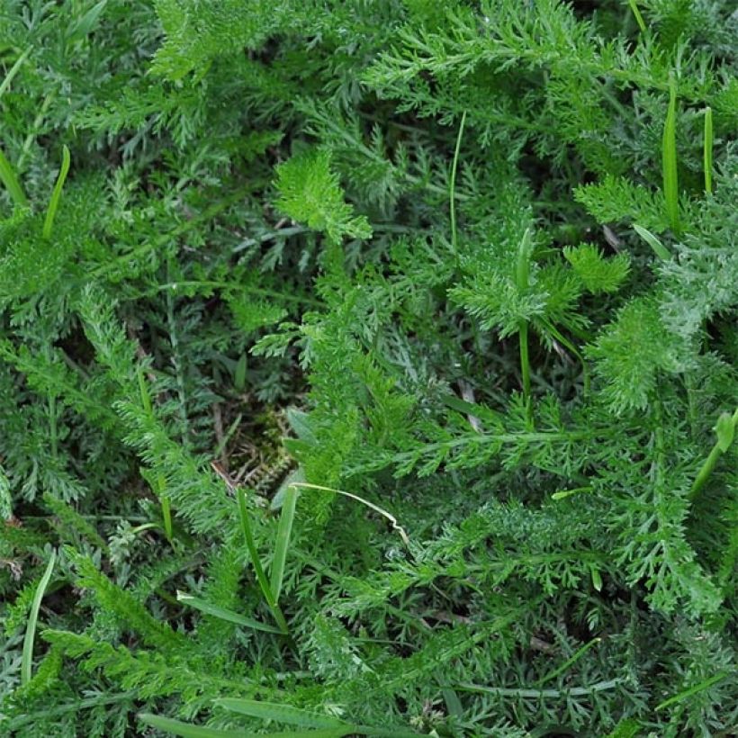 Achillée millefeuille Wesersandstein (Foliage)