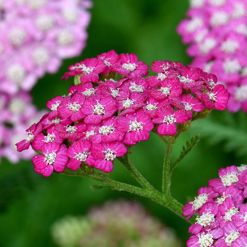 Achillée millefolium New Vintage Violet (Flowering)