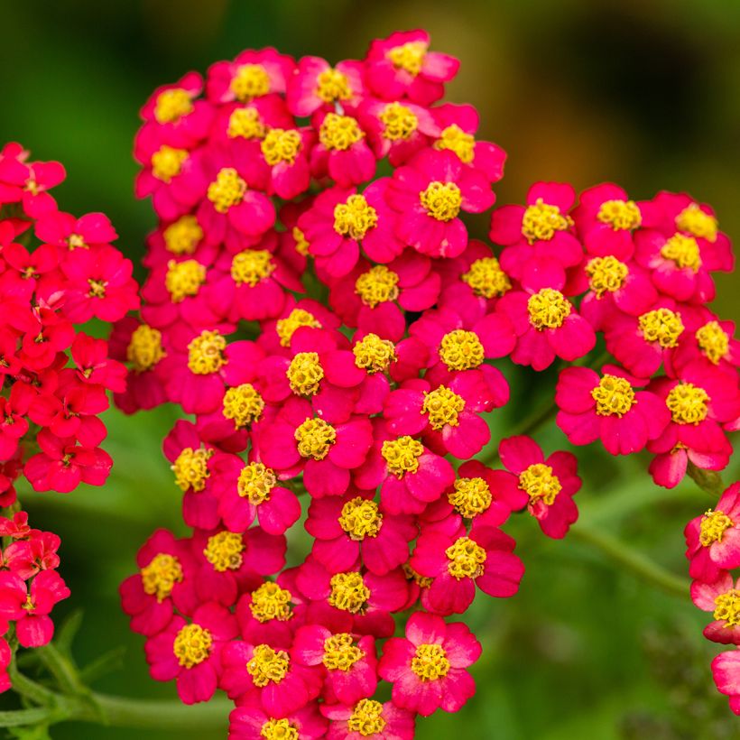 Achillée millefolium Paprika (Flowering)