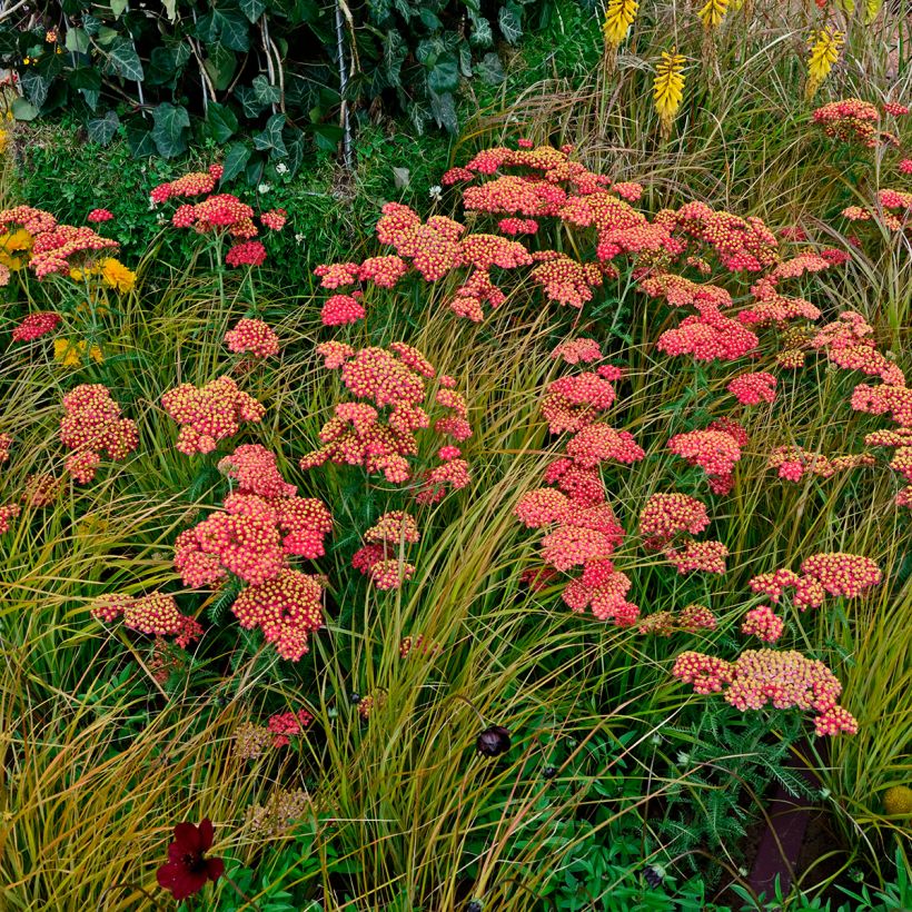 Achillée millefolium Paprika (Plant habit)