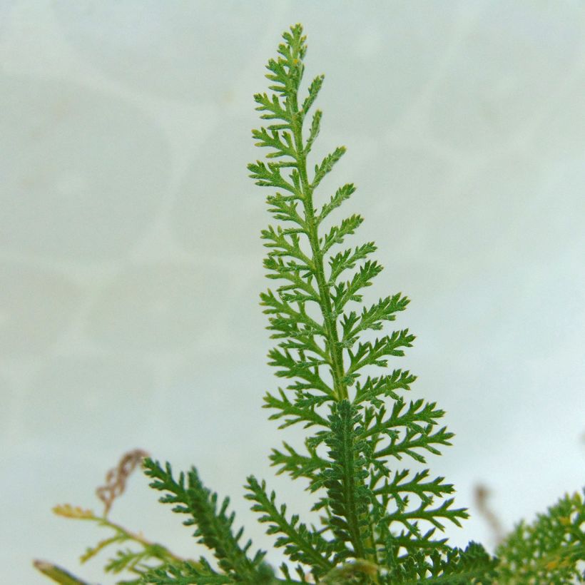 Achillée millefolium Pomegranate (Foliage)