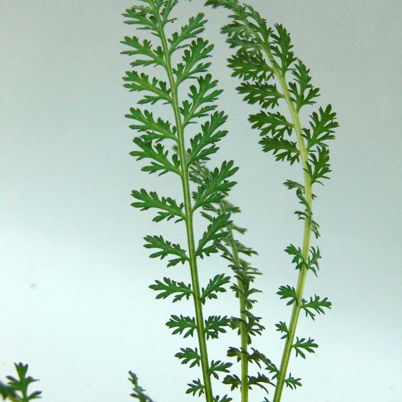 Achillée millefolium Pretty Woman (Foliage)