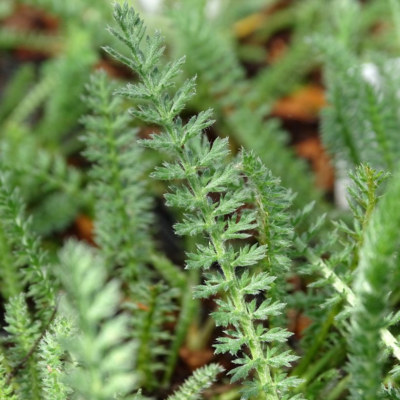 Achillée millefolium Terracotta (Foliage)