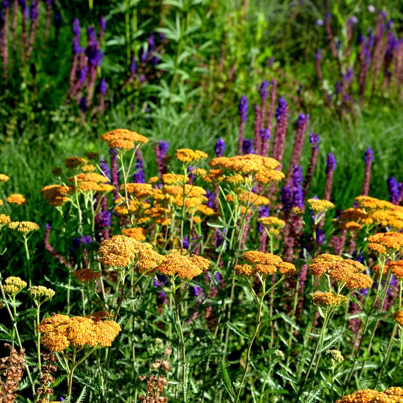 Achillée millefolium Terracotta (Plant habit)