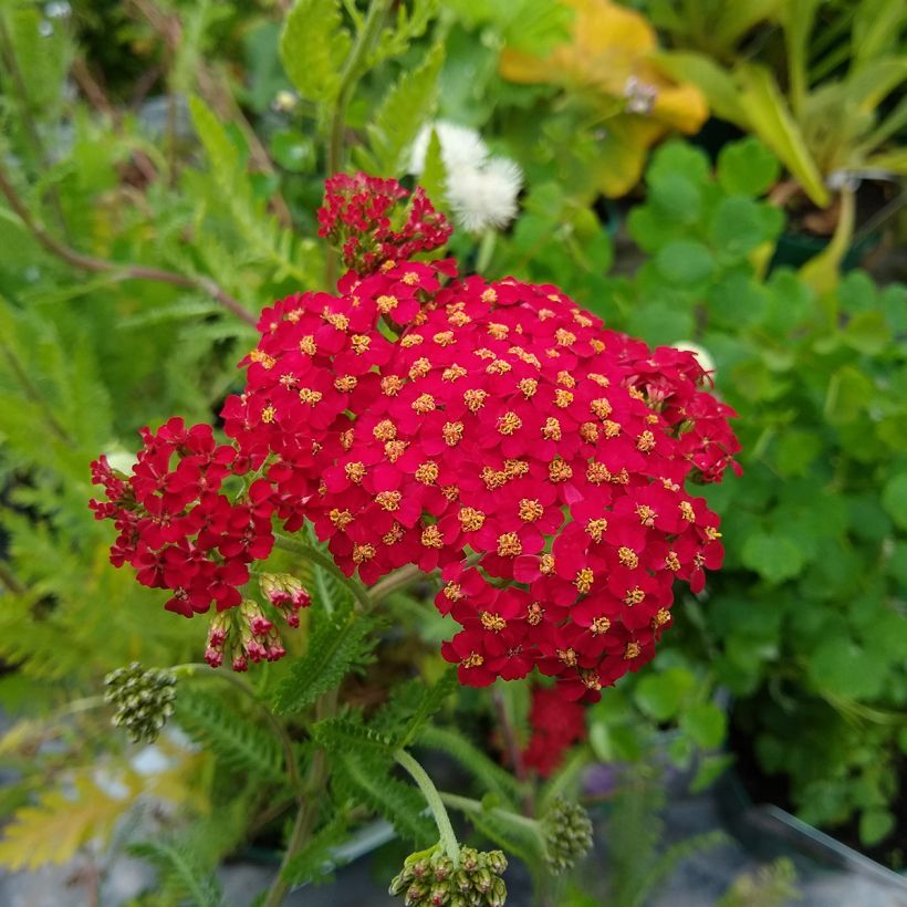 Achillée millefolium The Beacon (Fanal) (Flowering)