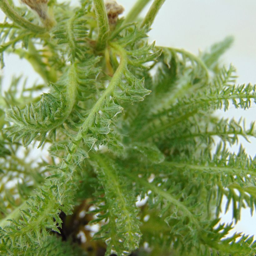 Achillée tomentosa - Herbe à dinde (Foliage)
