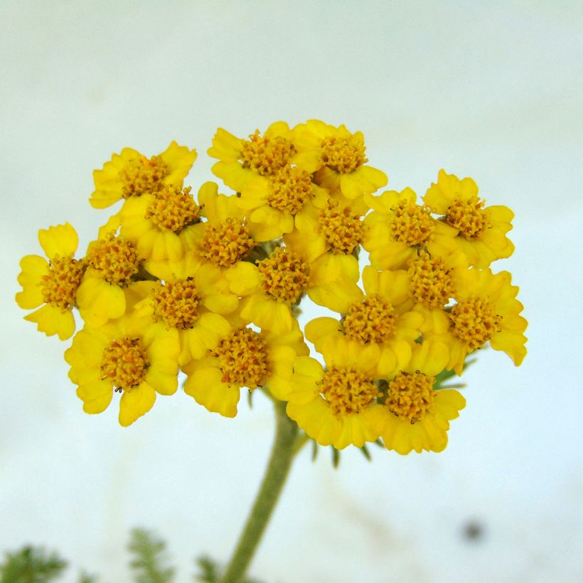 Achillée tomentosa - Herbe à dinde (Flowering)