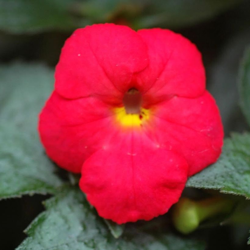 Achimenes Rouge (Flowering)