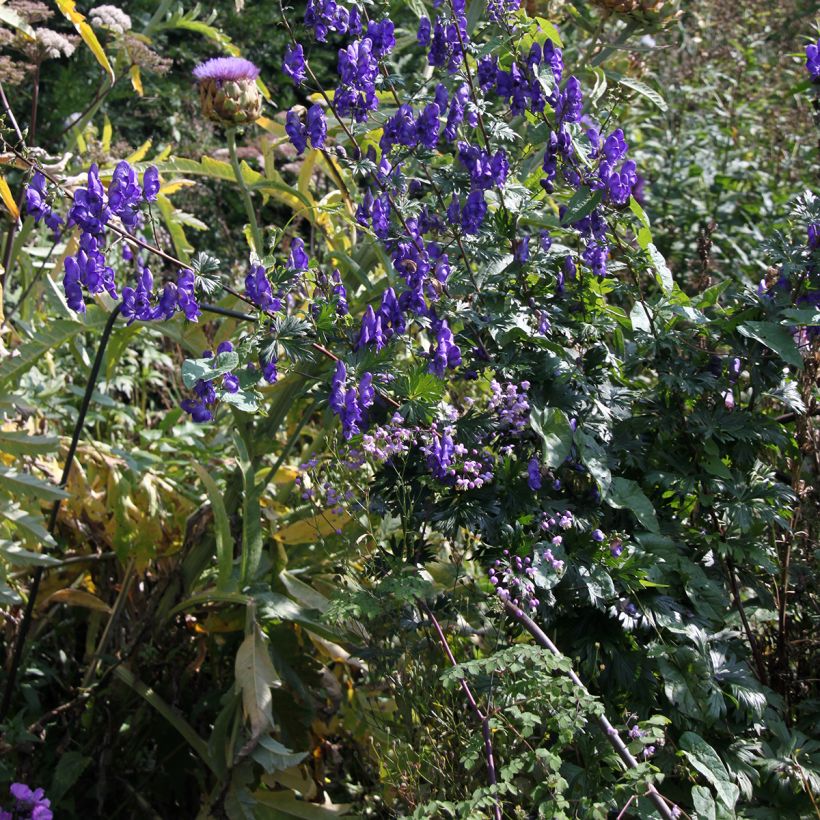 Aconit, Aconitum pubiceps (Plant habit)
