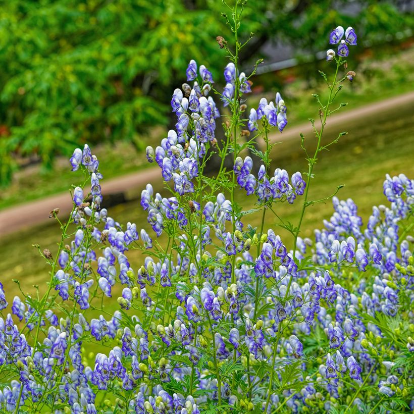 Aconit bleu et blanc - Aconitum cammarum Bicolor (Plant habit)