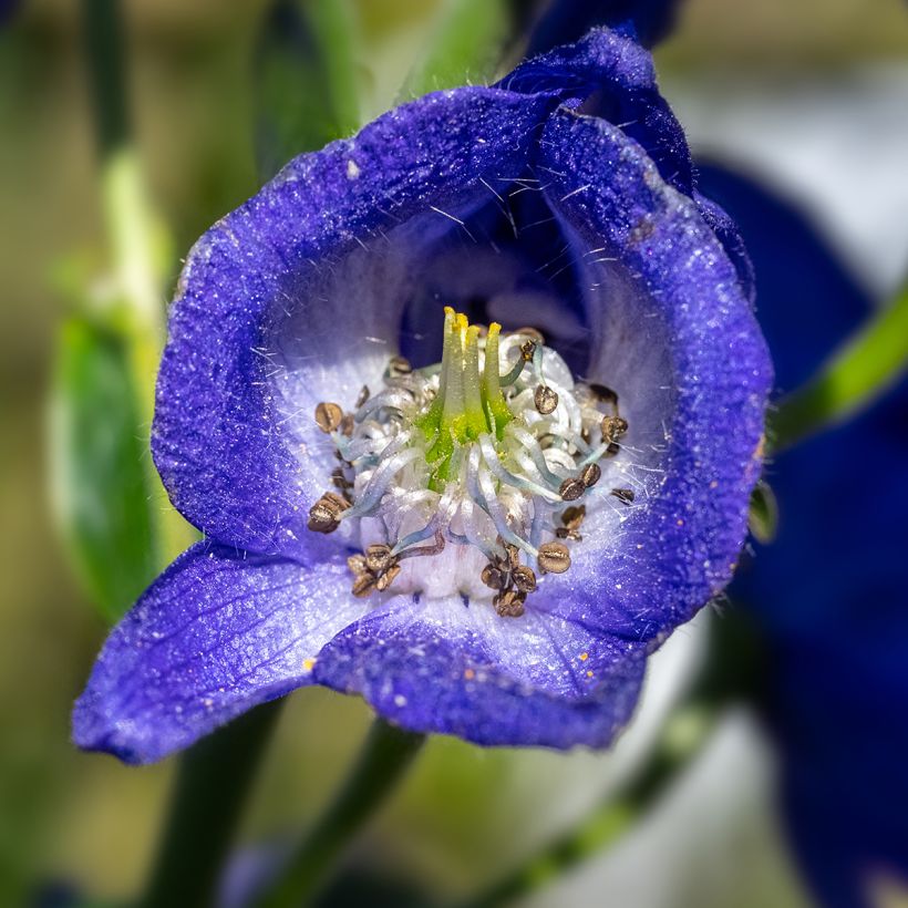 Aconit carmichaelii Arendsii - Casque de Jupiter (Flowering)