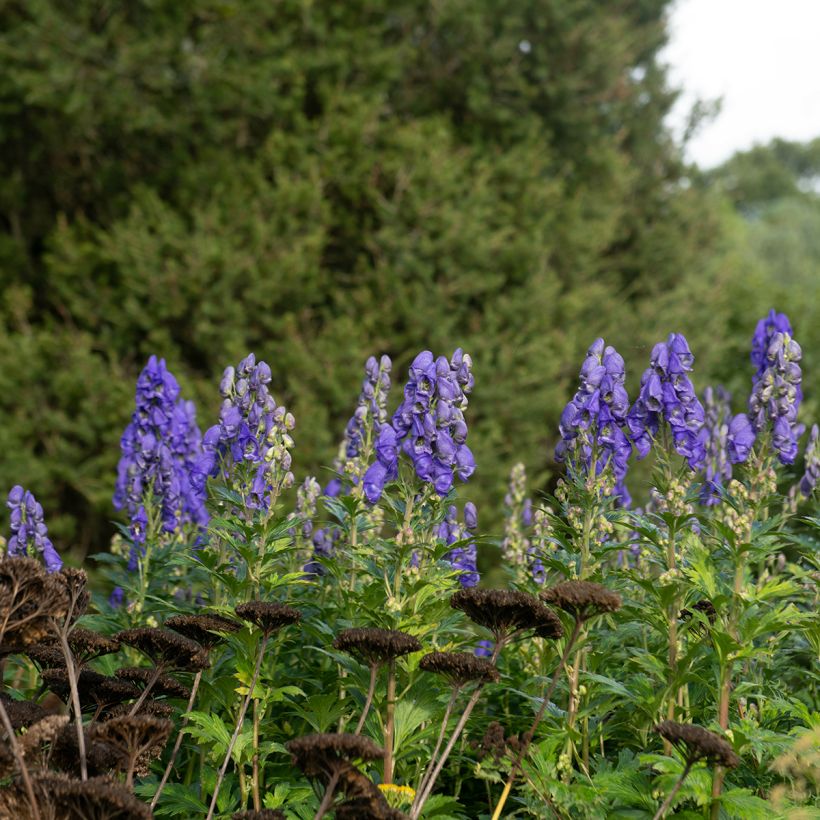 Aconit carmichaelii Arendsii - Casque de Jupiter (Plant habit)