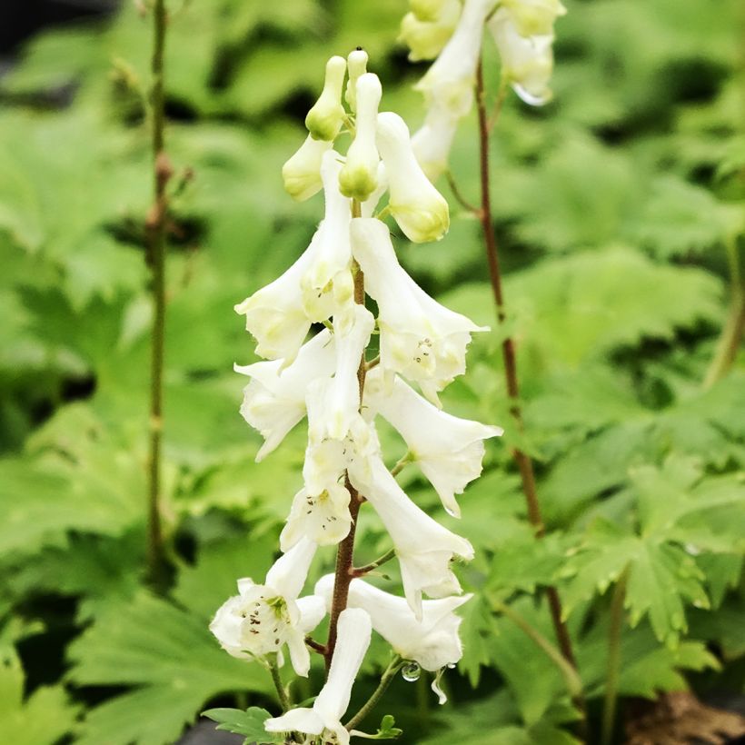 Aconit crème - Aconitum septentrionale Ivorine (Flowering)