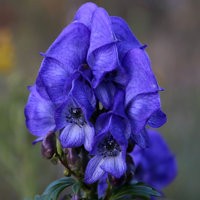 Aconit de Fischer - Aconitum fischeri (Flowering)