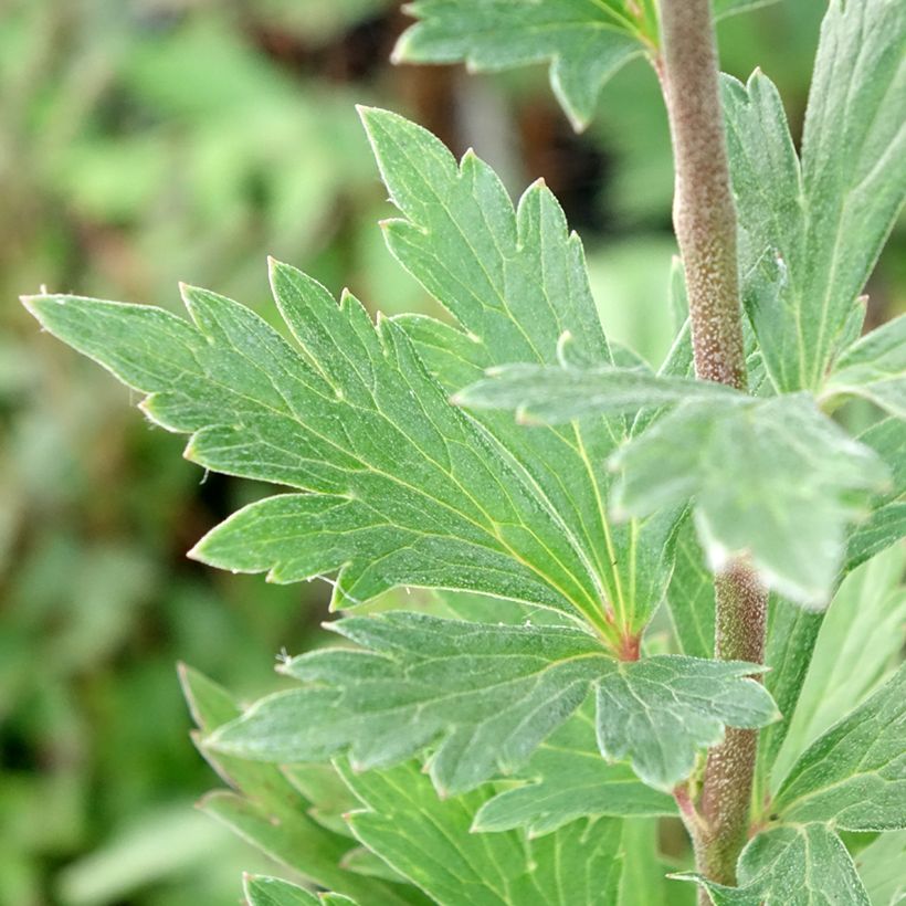 Aconit de Fischer - Aconitum fischeri (Foliage)