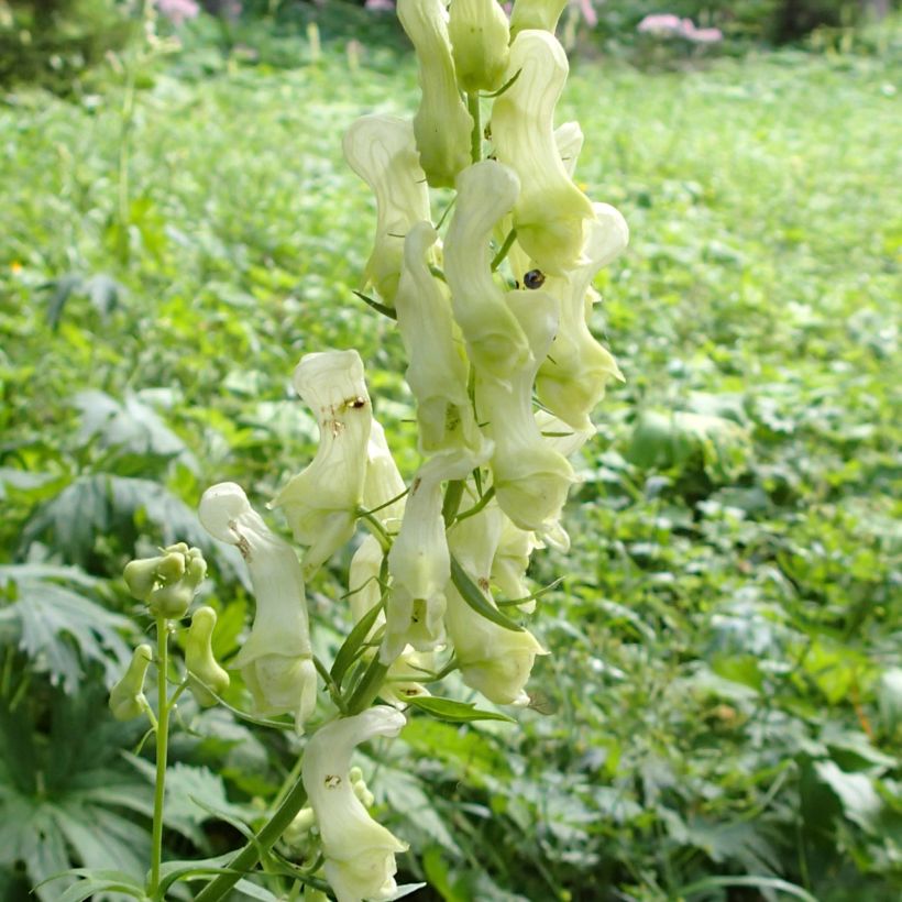 Aconit, Aconitum lycoctonum ssp. neapolitanum (Flowering)