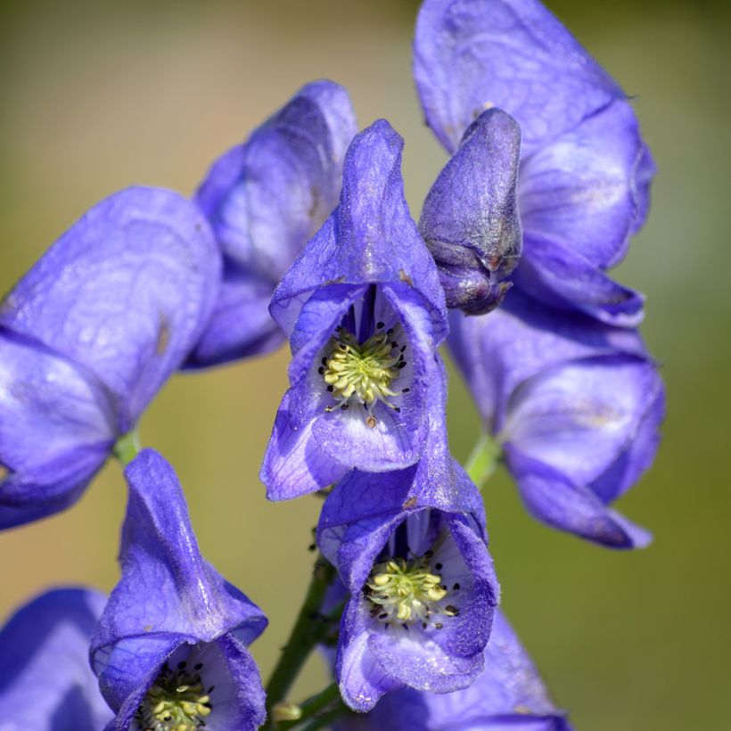 Aconitum napellus - Aconit napel (Flowering)