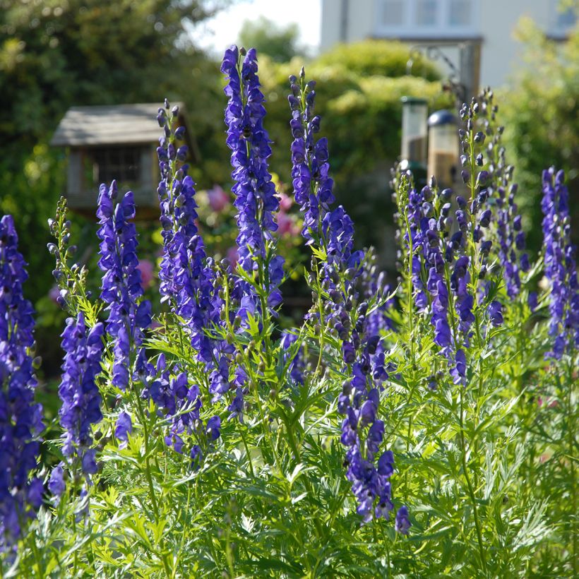 Aconitum napellus - Aconit napel (Plant habit)