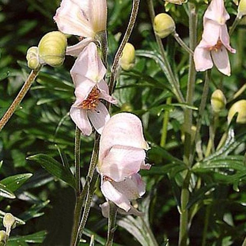 Aconit - Casque de Jupiter Rubellum (Flowering)