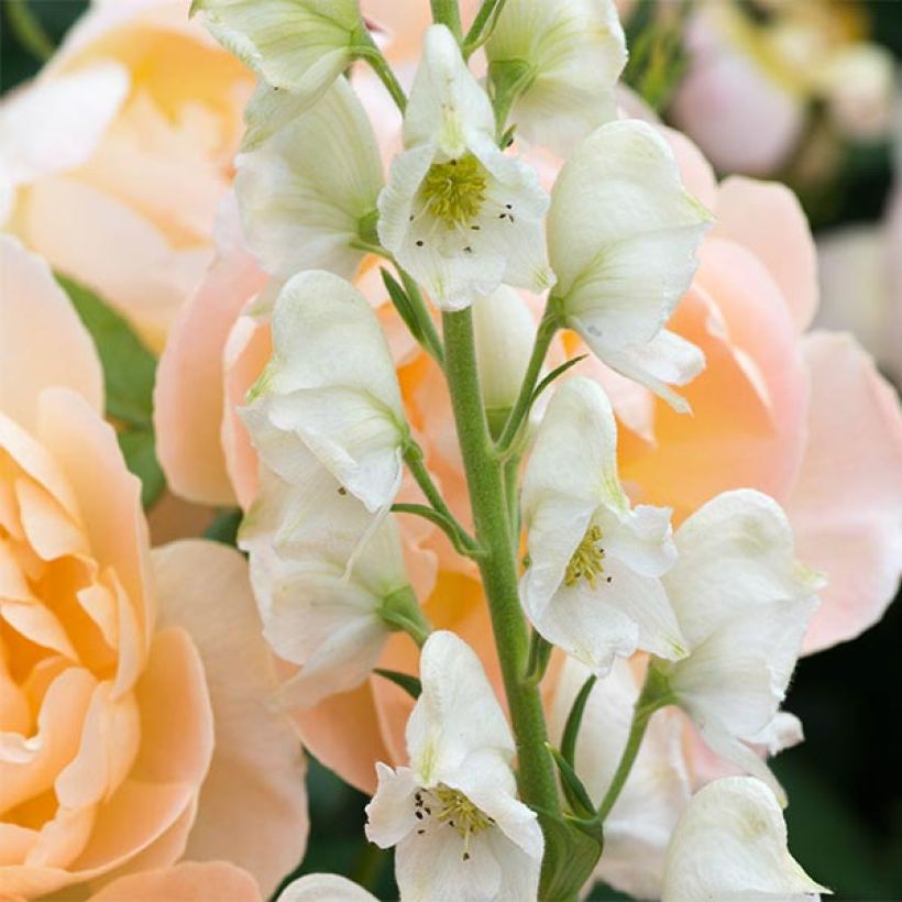 Aconit blanc - Aconitum napellus Schneewittchen (Flowering)