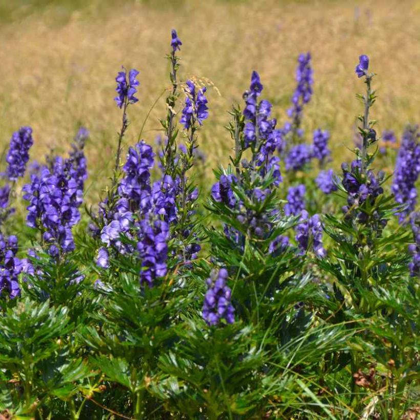 Aconitum napellus ssp. vulgare - Aconit napel commune (Plant habit)