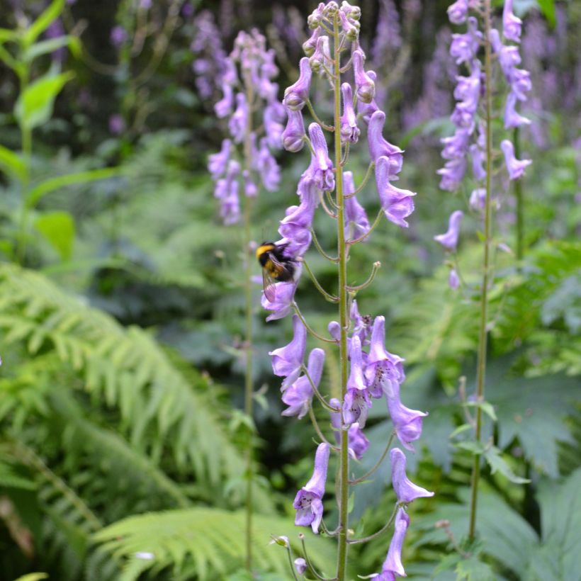 Aconit, Aconitum scaposum (Plant habit)