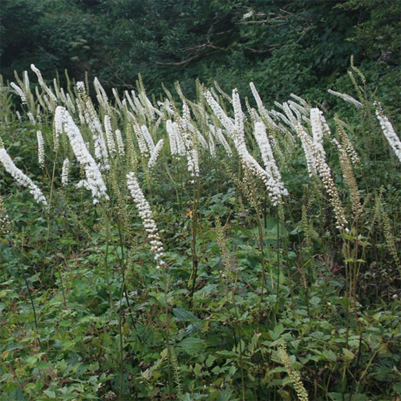 Cimicifuga Carbonella - Actaea simplex (Flowering)