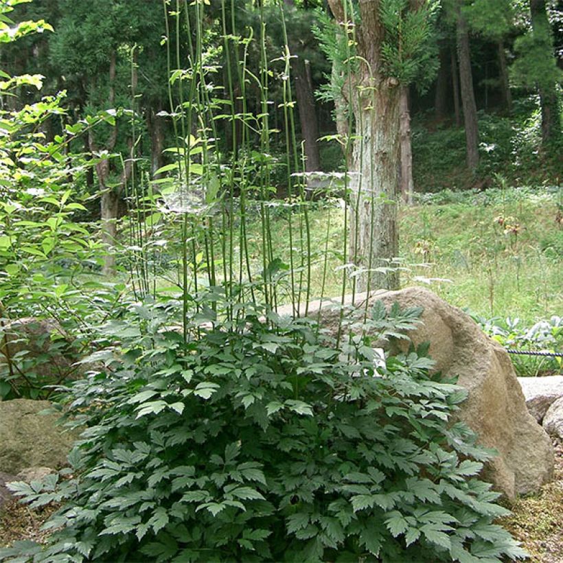 Cimicifuga Carbonella - Actaea simplex (Plant habit)