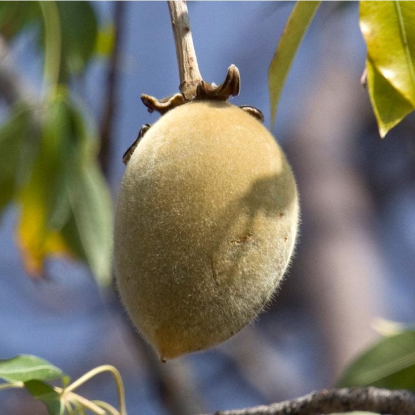 Adansonia digitata - Baobab africain (Harvest)