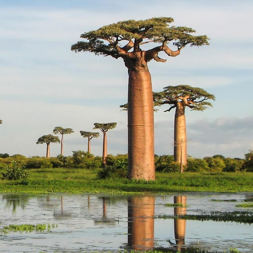 Adansonia grandidieri - Baobab de Madagascar (Plant habit)