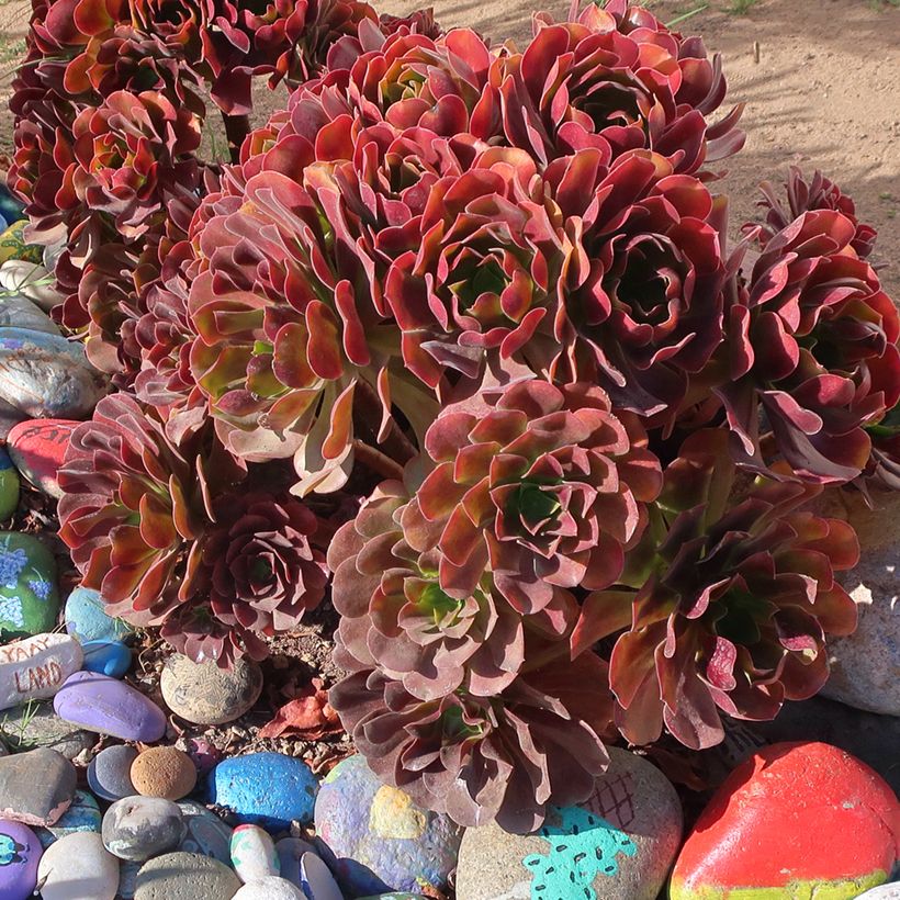 Aeonium arboreum Garnet - Aeonium en arbre (Plant habit)