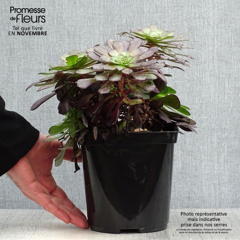 Example of Aeonium arboreum Garnet - Aeonium en arbre Pot de 3L/4L as you get in automne