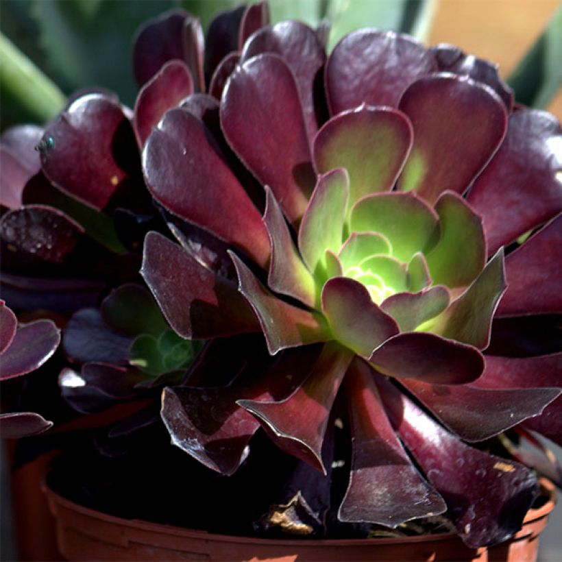 Aeonium arboreum Schwarzkopf - Aéonium en arbre (Flowering)
