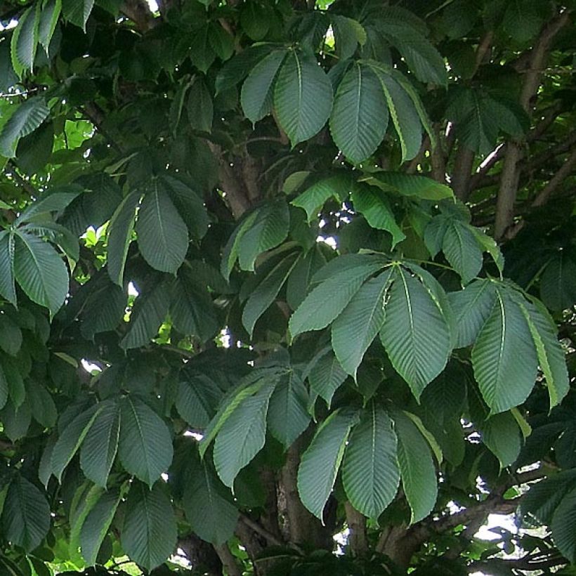 Aesculus carnea Briotii - Marronnier à fleurs rouges (Foliage)