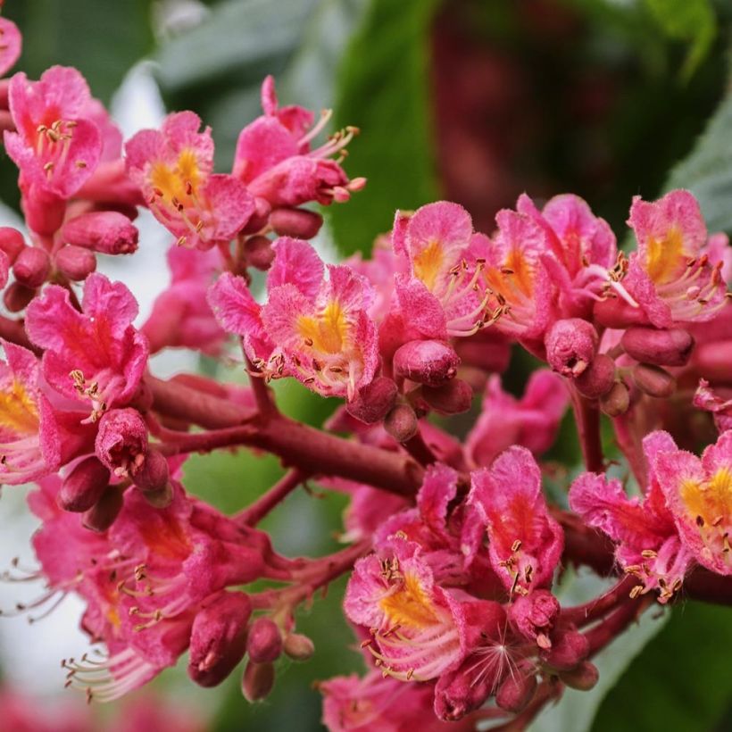 Aesculus carnea Briotii - Marronnier à fleurs rouges (Flowering)