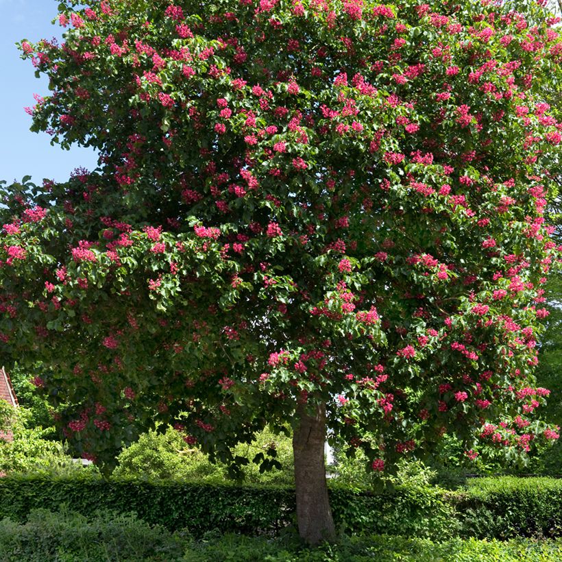 Aesculus carnea Briotii - Marronnier à fleurs rouges (Plant habit)