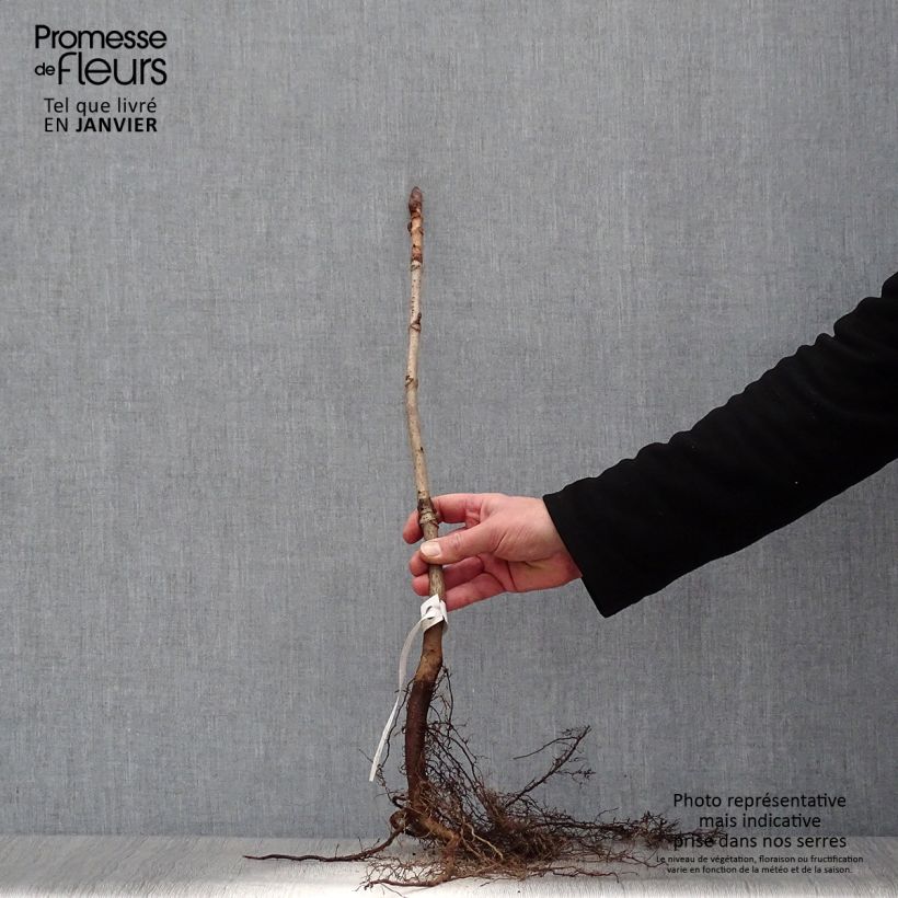 Example of Aesculus hippocastanum - Marronnier commun Petites Racines nues as you get in hiver