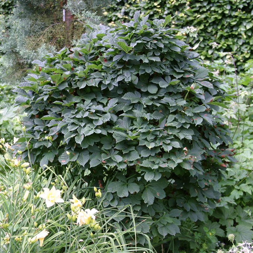 Aesculus hippocastanum Monstrosa - Marronnier commun (Plant habit)