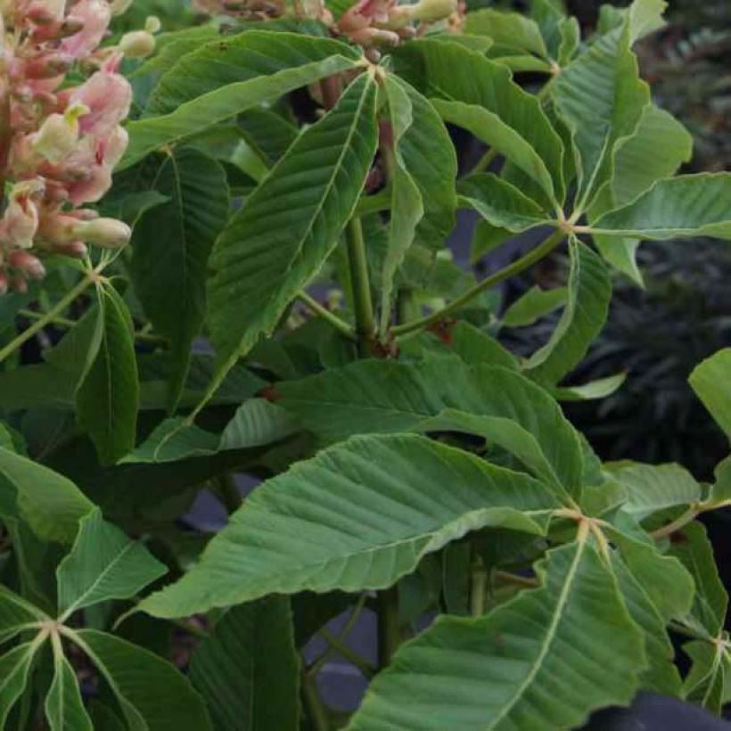 Aesculus mutabilis Induta - Maronnier nain (Foliage)