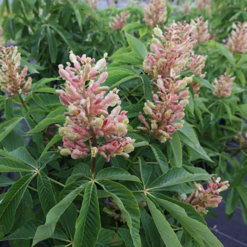 Aesculus mutabilis Induta - Maronnier nain (Flowering)