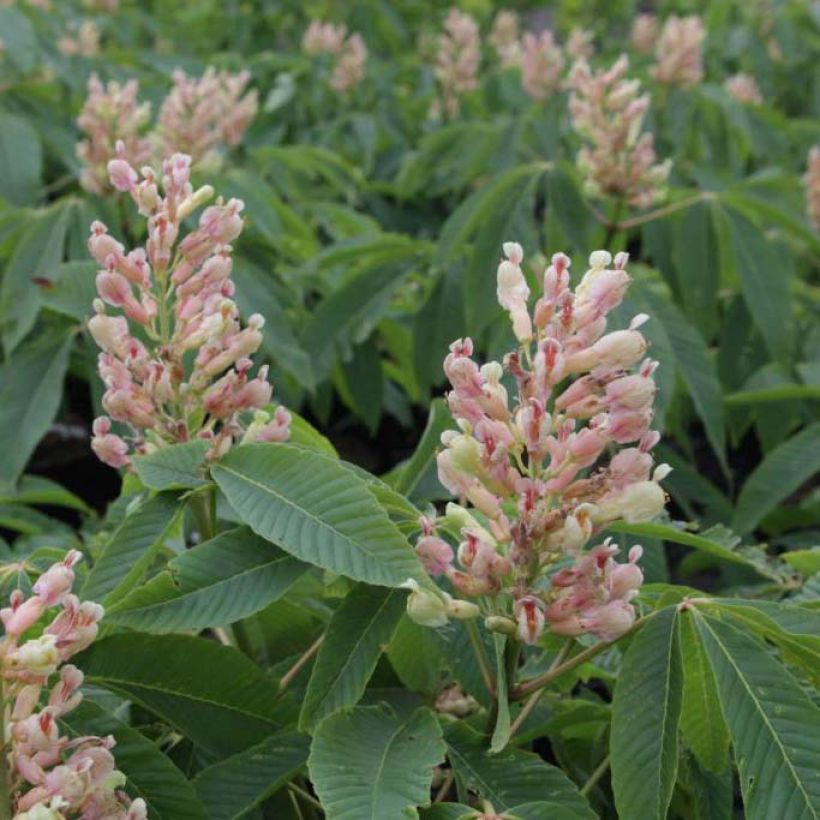 Aesculus neglecta Autumn Fire - Marronnier d'ornement (Flowering)