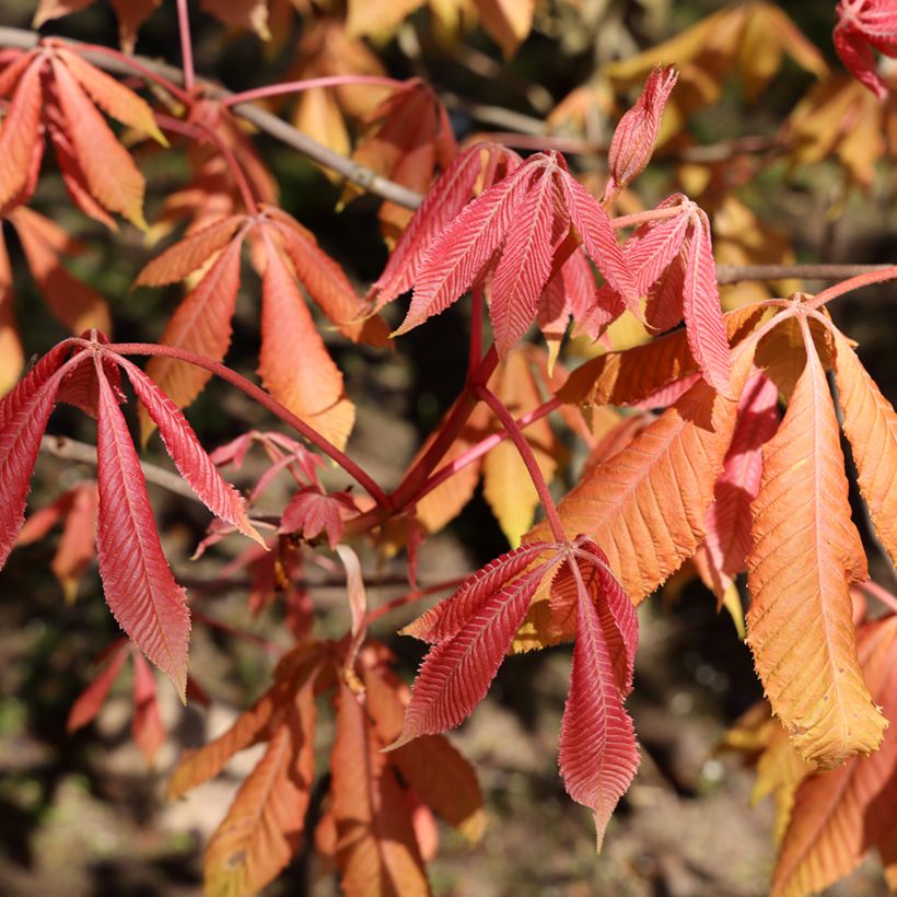 Aesculus x neglecta Erythroblastos - Marronnier d'ornement (Foliage)