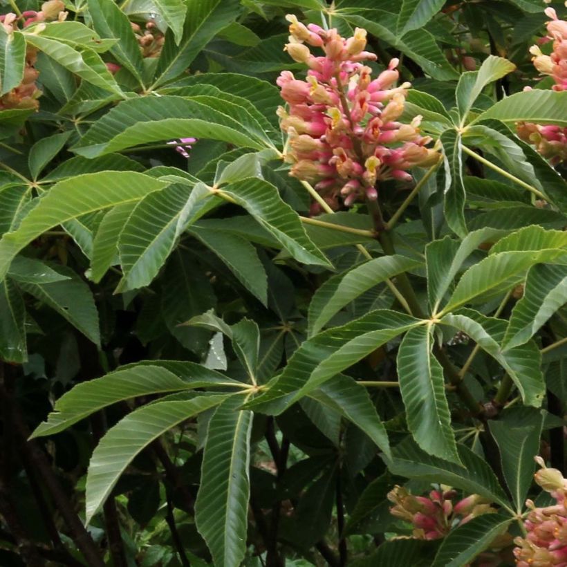 Aesculus pavia Koehnei - Marronnier d'ornement (Foliage)