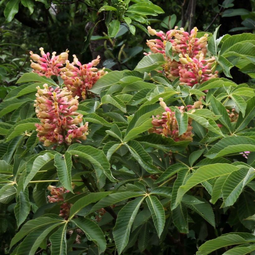 Aesculus pavia Koehnei - Marronnier d'ornement (Flowering)