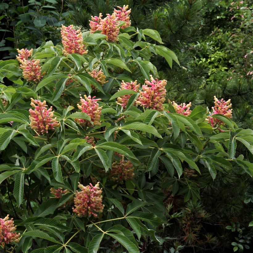 Aesculus pavia Koehnei - Marronnier d'ornement (Plant habit)