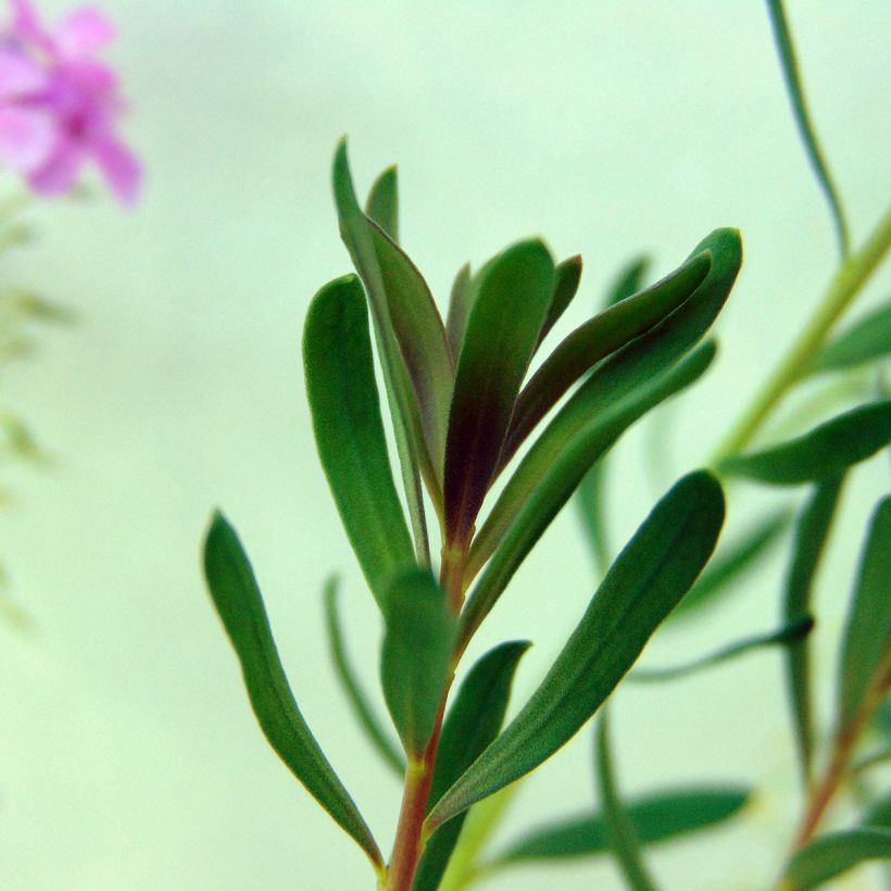 Aethionema Warley Ruber (Foliage)